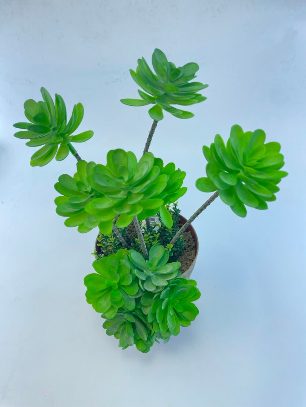 ARTIFICIAL FLOWER
