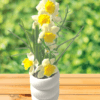 NARCISSUS WITH WHITE PULP POT WHITE, YELLOW (2)