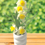 NARCISSUS WITH WHITE PULP POT WHITE, YELLOW (2)