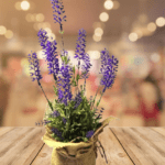 PLASTIC LAVENDER WITH SACK PURPLE (2)