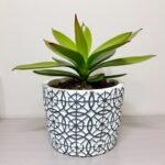 FLOWER POT