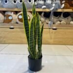 artificial planT